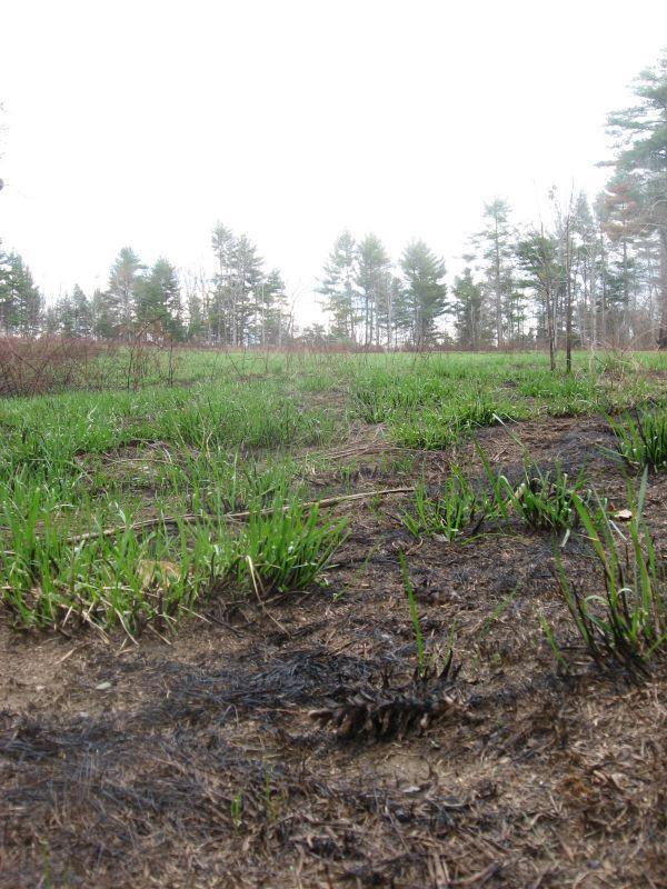 A field with green grass amidst patches of charred earth, surrounded by trees in the background. The scene is somewhat foggy, giving it a soft, muted appearance. Jones Creek Ridge Trail mountain bike trail.