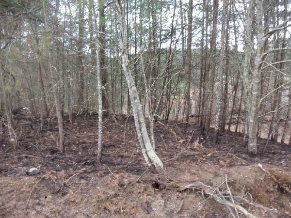A forest area with thin trees and a darkened ground, indicating singed or burned vegetation. The scene shows a sparse tree line with some fallen branches, and hints of regrowth in the background, under a cloudy sky. Jones Creek Ridge Trail mountain bike trail.