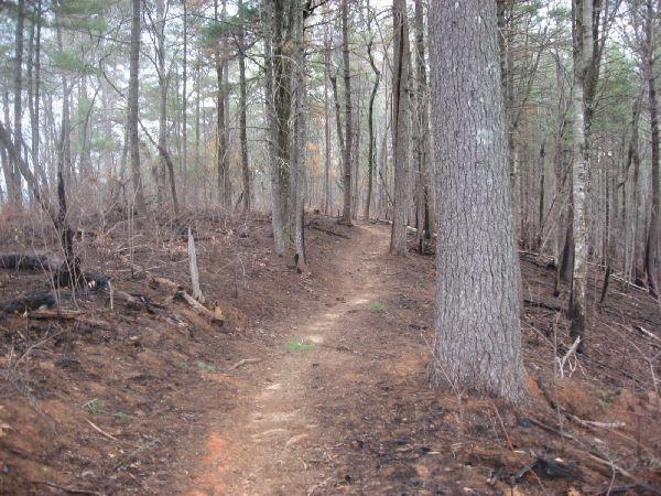 A narrow dirt path winding through a forest with tall trees on both sides. The surrounding area shows signs of previous fire damage, with blackened ground and sparse underbrush. The atmosphere appears calm and slightly overcast. Jones Creek Ridge Trail mountain bike trail.