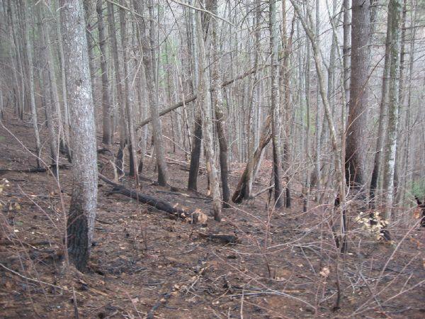 A forest scene with tall, bare trees and several fallen logs on the ground, showing signs of a past fire. The underbrush appears charred and the landscape is relatively desolate, suggesting recovery from wildfire damage. Jones Creek Ridge Trail mountain bike trail.