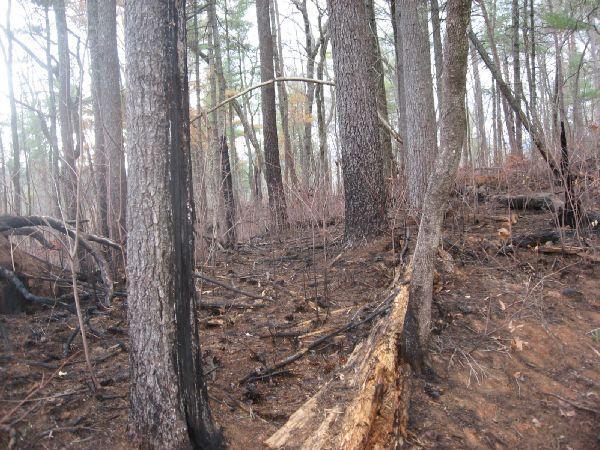 A forest scene showing tall trees with dark, charred bark and a scattered forest floor. Some areas appear burned, with exposed soil and fallen logs, hinting at a recent wildfire impact. The atmosphere is somber, with sparse underbrush and a hazy view of the forest beyond. Jones Creek Ridge Trail mountain bike trail.