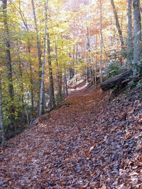 A forest trail covered in orange and brown autumn leaves, flanked by trees displaying vibrant fall foliage. Sunlight filters through the leaves, creating a warm glow along the winding path. A log lies on the side of the trail, and a figure can be seen in the distance. Tsali Thompson Loop mountain bike trail.