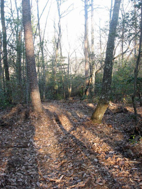 A serene forest scene showing tall trees with slender trunks, surrounded by a carpet of fallen leaves and underbrush. Sunlight filters through the branches, casting soft shadows on the ground, where the forest floor is uneven with visible soil tracks. The atmosphere is peaceful and natural, evoking a sense of tranquility in the woods. Bull Mountain / 223 mountain bike trail.