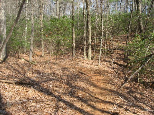 A winding dirt path through a forest with sparse trees and scattered fallen leaves. Sunlight filters through the branches, creating soft shadows on the ground. The landscape features a mix of greenery and earthy colors typical of a wooded area in early spring. No Tell Trail mountain bike trail.