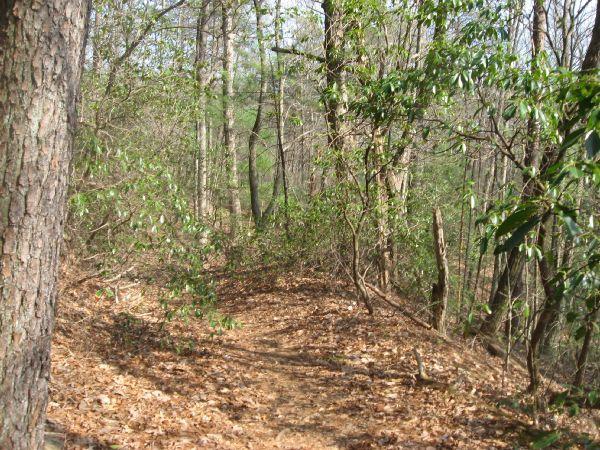 A winding dirt path through a forest, surrounded by trees and lush green foliage. The ground is covered with fallen leaves, reflecting a peaceful natural setting. No Tell Trail mountain bike trail.
