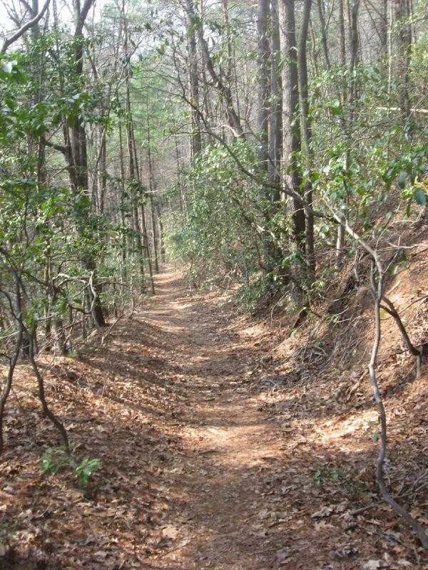 A dirt hiking trail meanders through a forest, lined with trees and shrubs. The path is flanked by dry leaves, and sunlight filters through the branches, creating a serene and inviting atmosphere. No Tell Trail mountain bike trail.