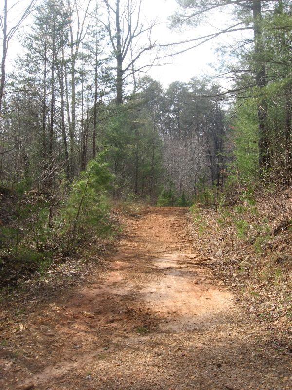 A dirt path winding through a forest surrounded by trees, with a mixture of evergreen and deciduous foliage. The sun shines through the branches, illuminating the earthy trail. No Tell Trail mountain bike trail.
