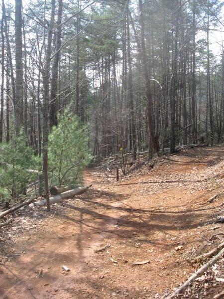 A dirt path winding through a forest, surrounded by tall trees with sparse foliage. Sunlight filters through the branches, creating shadows on the ground. Small green bushes and fallen branches are visible along the trail, which appears to diverge to the right. No Tell Trail mountain bike trail.