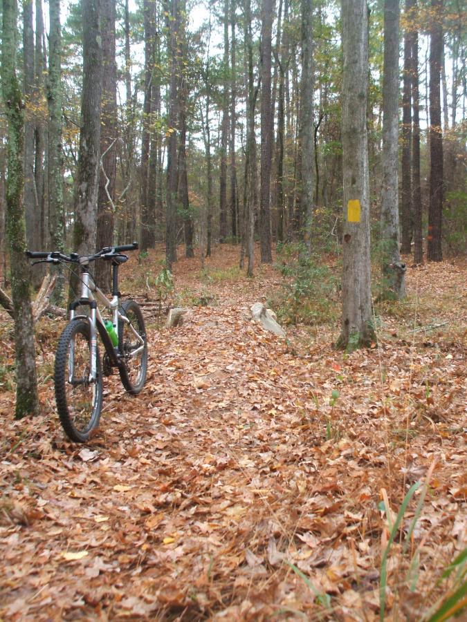 A mountain bike parked beside a leaf-covered trail winding through a dense forest of tall trees with autumn foliage. A yellow marking can be seen on a tree, indicating the path direction. Bartram Trail / West Dam / Wildwood Park mountain bike trail.