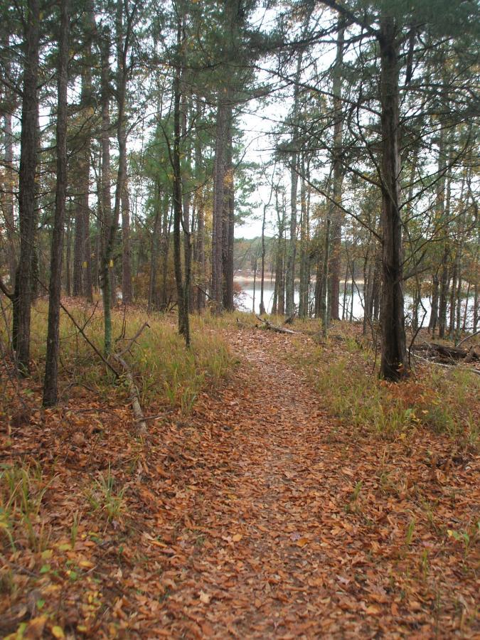 Pathway through a dense forest with tall trees and colorful autumn leaves scattered on the ground, leading towards a calm body of water in the background. Bartram Trail / West Dam / Wildwood Park mountain bike trail.