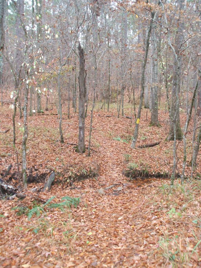 A wooded area in autumn with trees shedding leaves, creating a carpet of orange and brown on the ground. A narrow path winds through the forest, and a small creek is visible along the side. The atmosphere is quiet and serene, with sparse foliage on the trees. Bartram Trail / West Dam / Wildwood Park mountain bike trail.