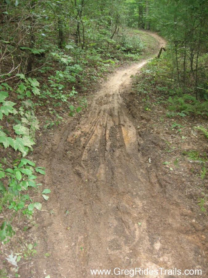 A winding dirt trail surrounded by dense greenery in a forested area, showing signs of erosion and tire tracks in the sandy soil. Turner Creek Trail mountain bike trail.