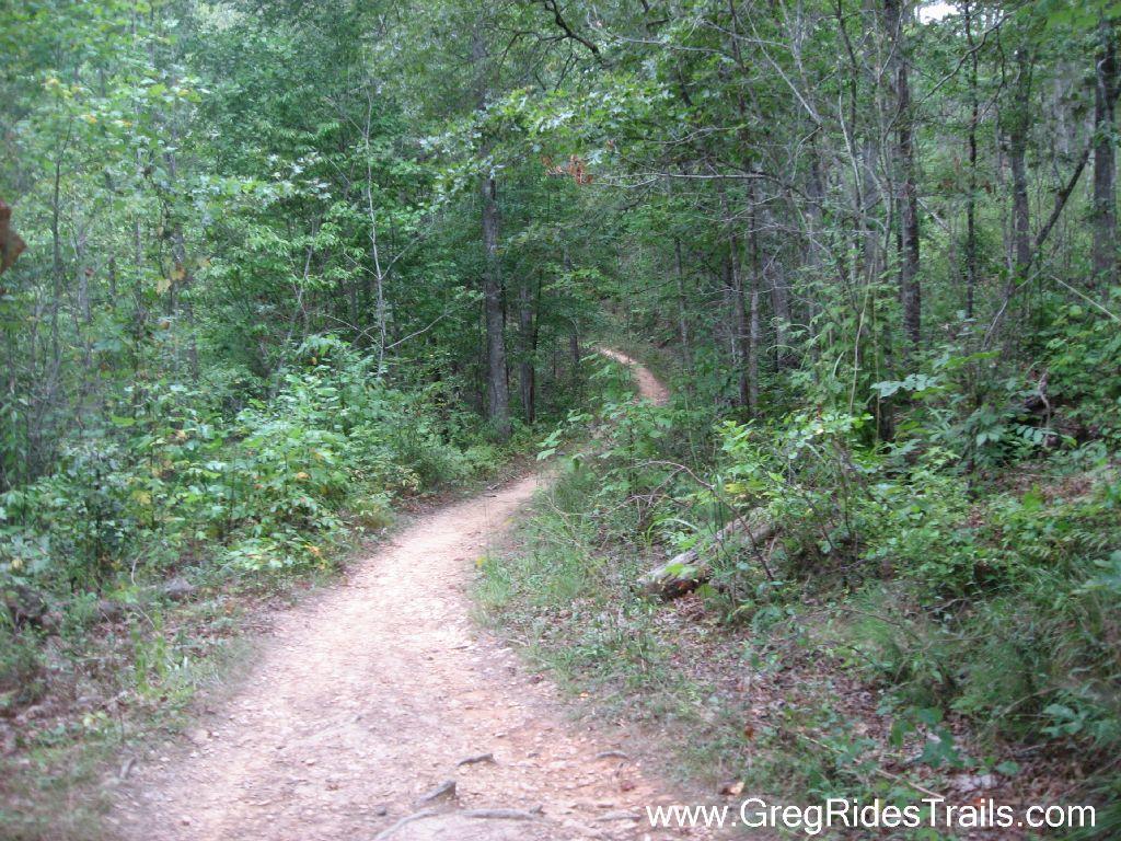 A winding dirt trail surrounded by dense greenery and trees, leading into a serene forest. The path curves gently, inviting exploration of the natural landscape. Tsali Right Loop mountain bike trail.