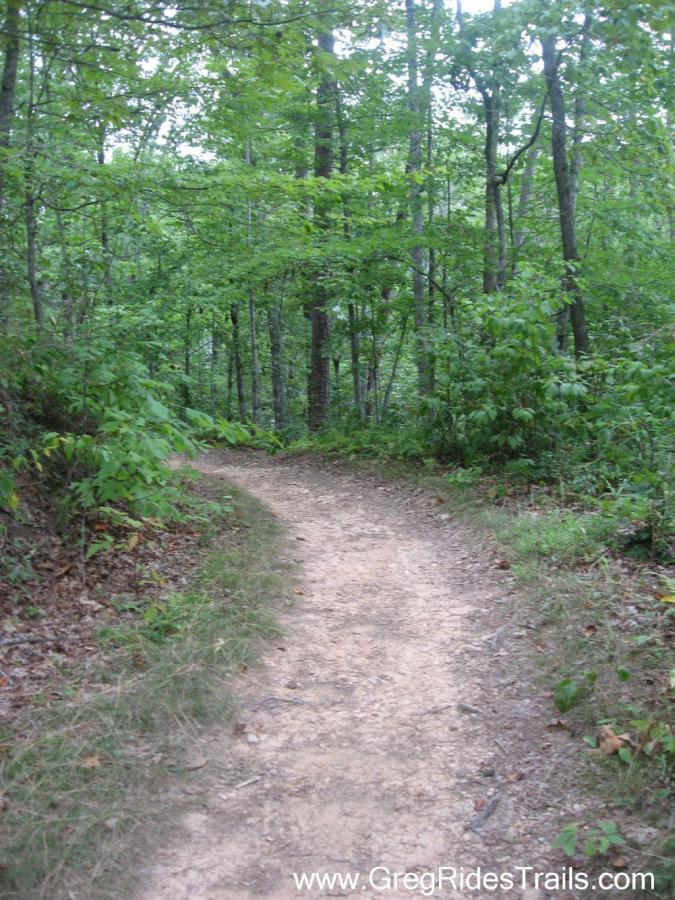 A winding dirt path leads through a lush green forest, surrounded by tall trees and dense underbrush. The scene captures the tranquility of nature, with dappled light filtering through the leaves. Tsali Recreation Area mountain bike trail.