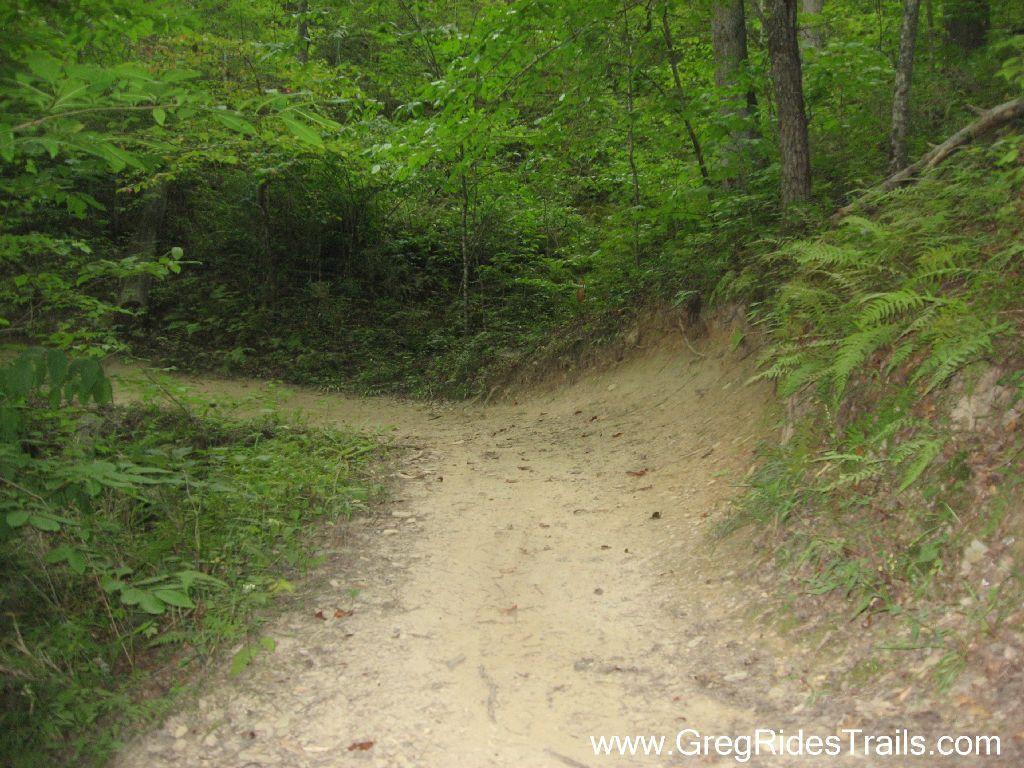 A winding dirt path through a forested area, surrounded by lush greenery and ferns, indicating a tranquil and natural setting. Tsali Recreation Area mountain bike trail.