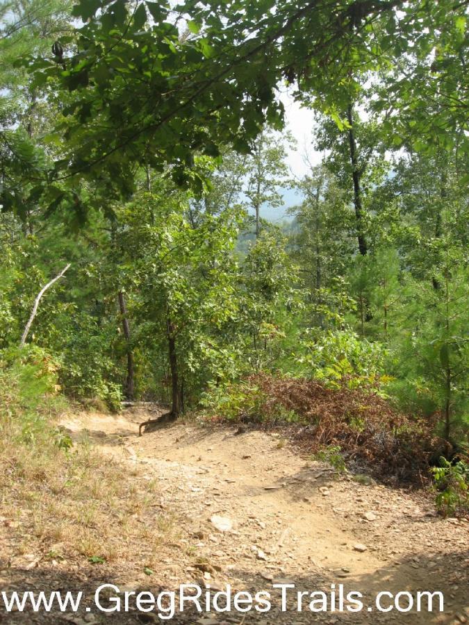 A winding dirt trail surrounded by lush green trees, leading into a forested area with a clear sky in the background. The path shows signs of use with exposed rocks and dry patches, indicating it’s suitable for outdoor activities like hiking or biking. Tsali Recreation Area mountain bike trail.