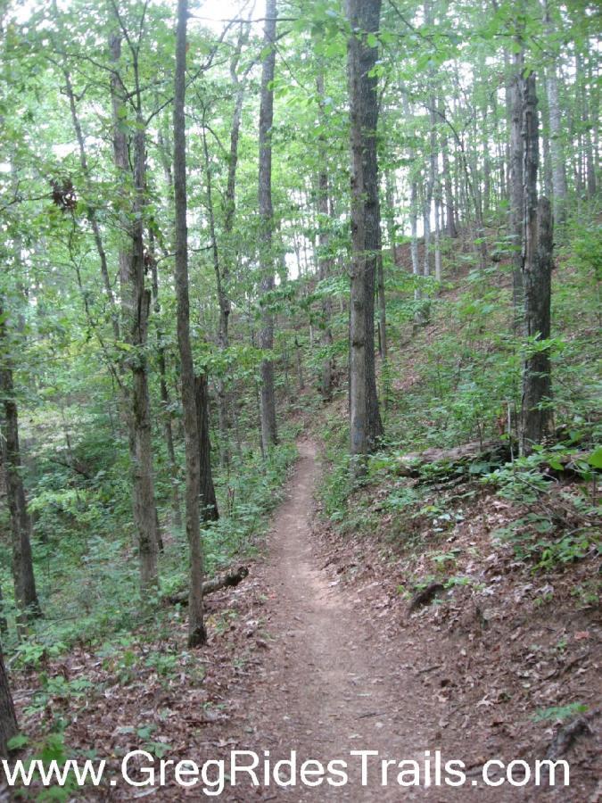 A narrow dirt trail winding through a forest with tall trees and lush green foliage surrounding it. The scene captures a peaceful, natural setting in the woods. Tsali Recreation Area mountain bike trail.