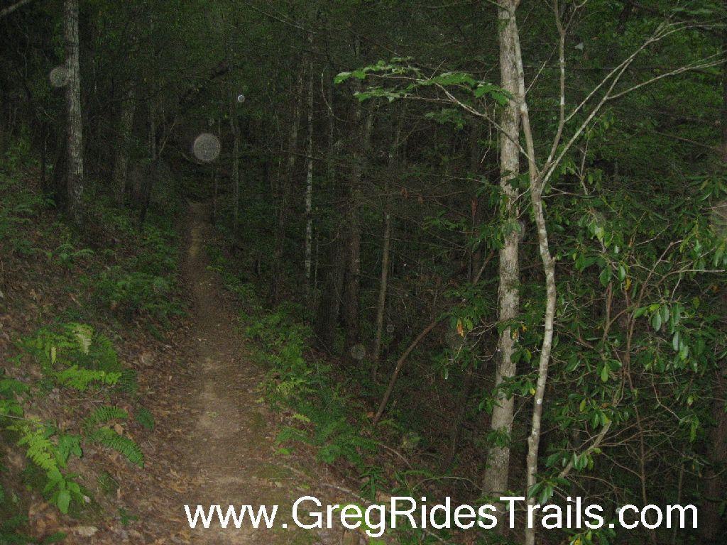 A narrow trail winding through a dense forest, surrounded by trees and foliage, with a dimly lit path that leads deeper into the woods. Tsali Recreation Area mountain bike trail.