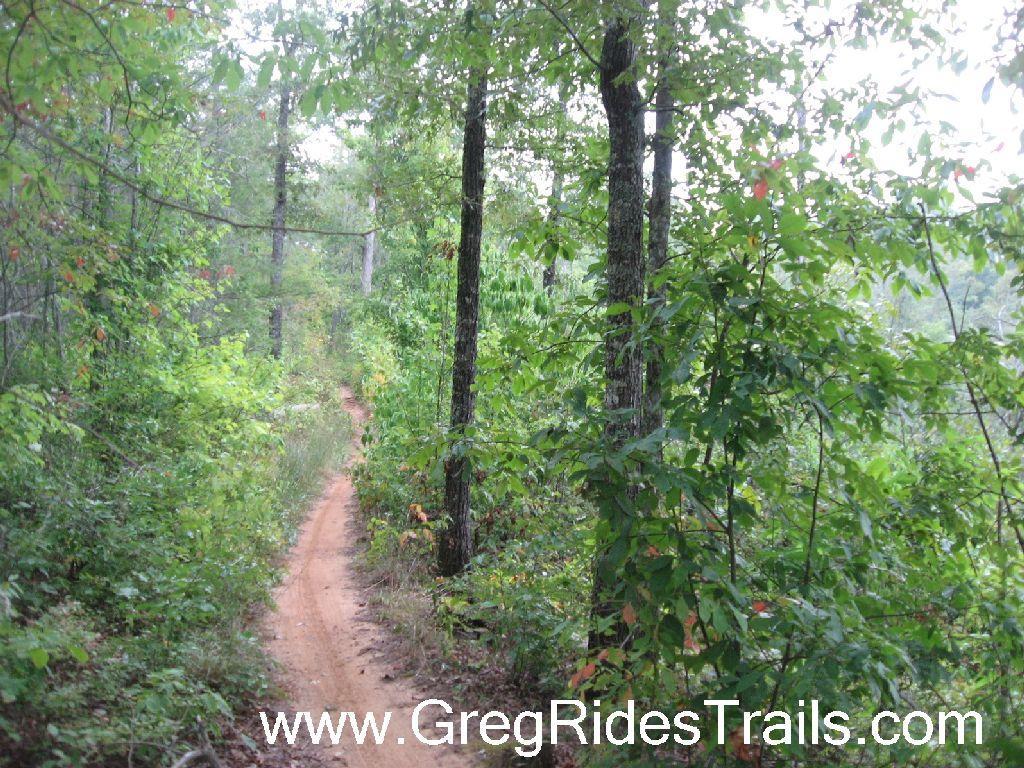 A winding dirt trail surrounded by lush green foliage and trees, leading through a peaceful forest. The scene captures a serene natural environment, inviting outdoor exploration. Tsali Left Loop mountain bike trail.