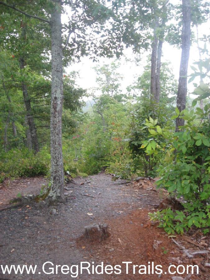 A forest scene showing a fork in a gravel path surrounded by lush greenery and trees, with a slight haze in the distance. Tsali Left Loop mountain bike trail.