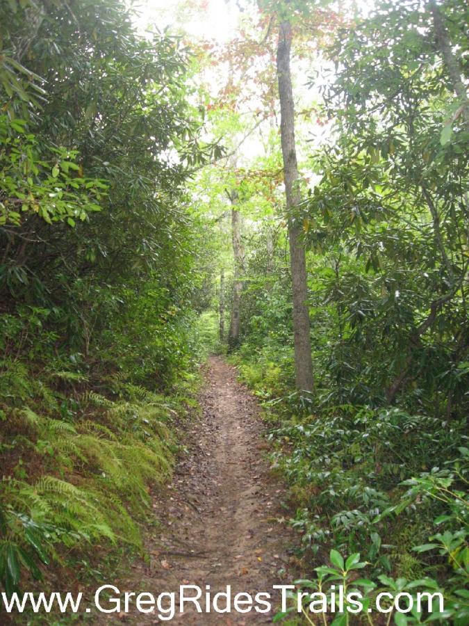 A narrow dirt trail winding through a lush green forest, flanked by dense foliage and tall trees. The scene is serene and inviting, with a canopy of leaves overhead and hints of sunlight filtering through the branches. Tsali Recreation Area mountain bike trail.