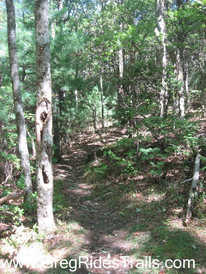 A narrow dirt trail winding through a lush forest, surrounded by green foliage and tall trees. Sunlight filters through the leaves, creating dappled shadows on the ground. Winding Stairs to Montgomery Creek Trail mountain bike trail.