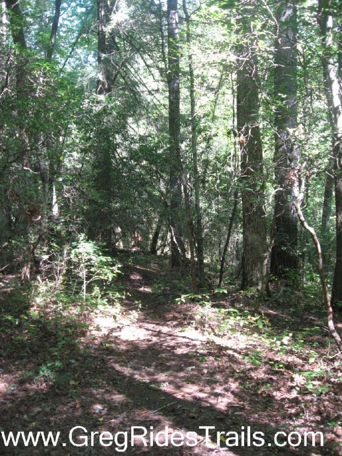 A serene forest scene featuring a winding dirt path surrounded by tall trees and lush greenery, illuminated by dappled sunlight filtering through the leaves. Winding Stairs to Montgomery Creek Trail mountain bike trail.