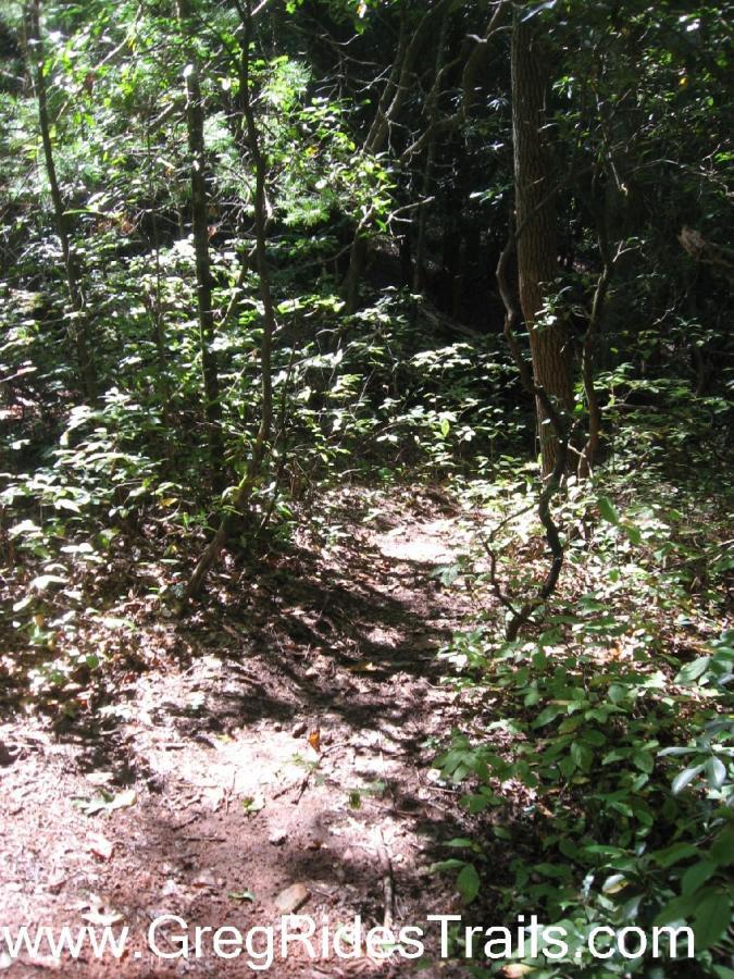 A narrow dirt path winding through a lush, green forest filled with various plants and trees, dappled sunlight filtering through the leaves above. Winding Stairs to Montgomery Creek Trail mountain bike trail.