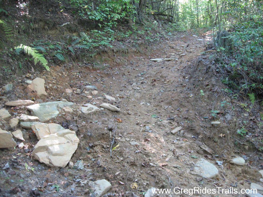 A narrow dirt trail winding through a forested area, featuring loose rocks and patches of bare soil. Lush green foliage and ferns are visible on both sides of the trail, highlighting a natural, rugged hiking path. Bull / Jake Mountain mountain bike trail.