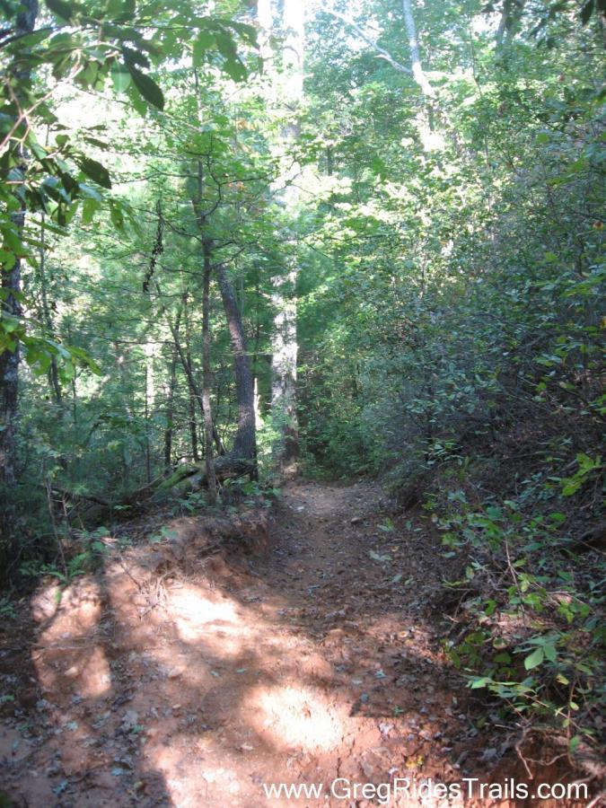 A dirt trail winding through a dense forest, surrounded by tall trees and vibrant greenery. Sunlight filters through the leaves, casting dappled shadows on the path. The trail is slightly uneven with exposed roots and loose soil, inviting hikers to explore the natural surroundings. Bull / Jake Mountain mountain bike trail.