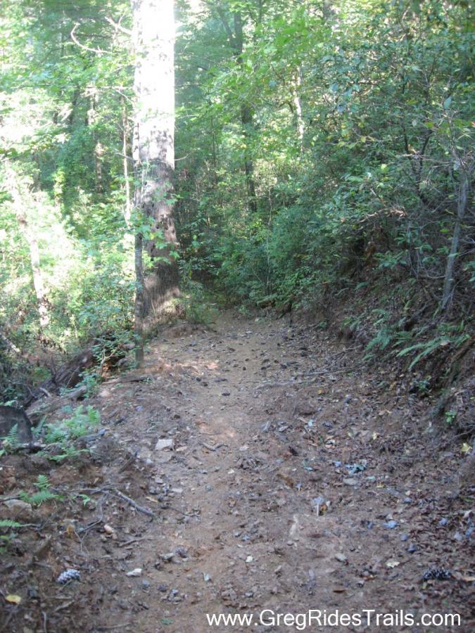 A narrow dirt trail winding through lush green forest, with tall trees and dense foliage on either side. The ground is slightly uneven, scattered with leaves and small rocks, suggesting a natural hiking or biking path. The sunlight filters through the canopy, creating a serene atmosphere. Jake Mountain Trails mountain bike trail.