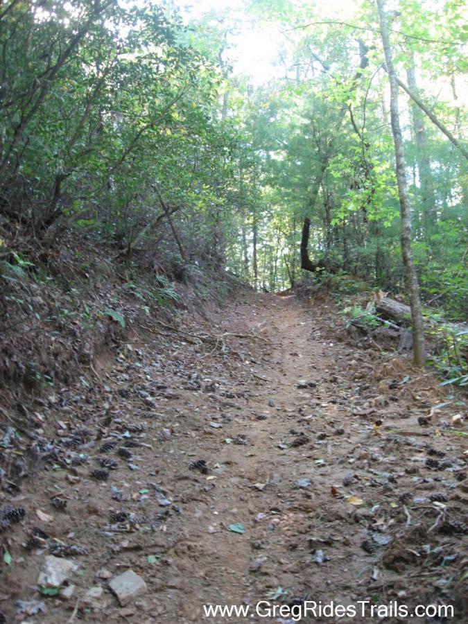 A dirt trail winding through a forest, surrounded by green foliage and sunlight filtering through the trees. Pine cones and leaves cover the path, leading into the distance. Jake Mountain Trails mountain bike trail.