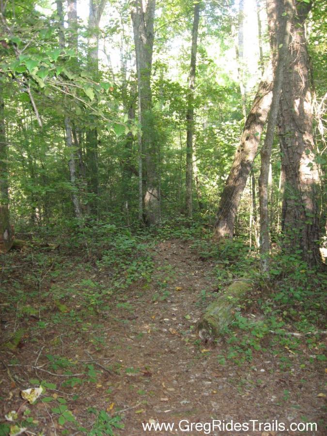 A serene forest scene featuring a dirt path winding through lush greenery, tall trees, and dappled sunlight filtering through the leaves. The ground is covered with leaves and small plants, creating a peaceful, natural atmosphere. Bull / Jake Mountain mountain bike trail.