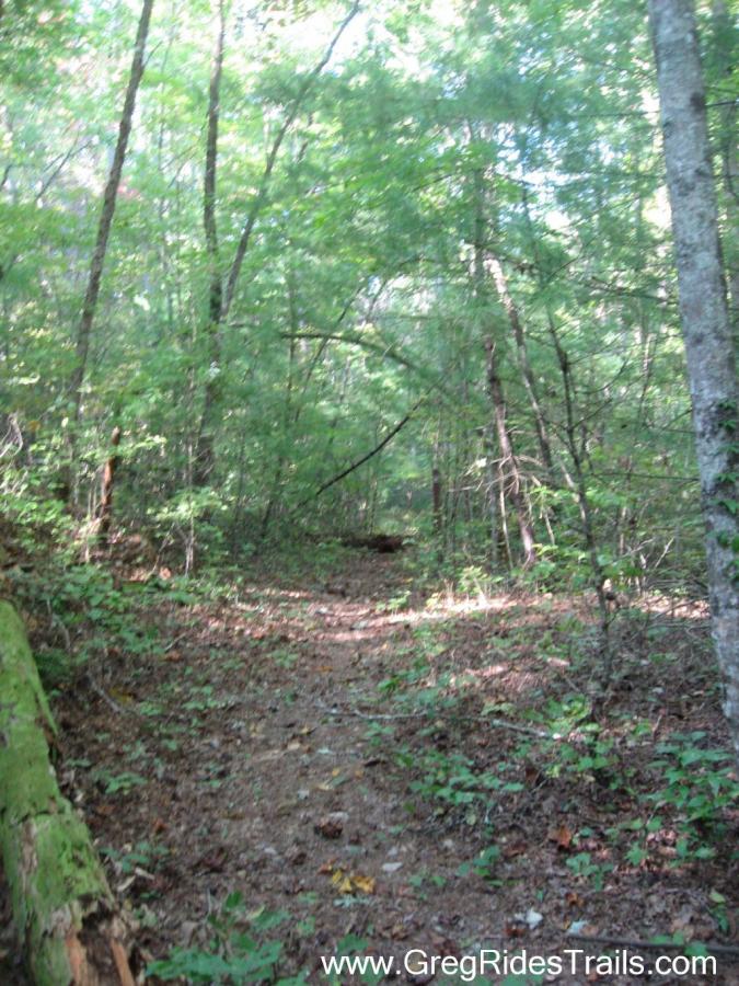 A serene forest path winding through lush greenery, with tall trees on either side and dappled sunlight filtering through the leaves. The trail is covered in earthy soil and scattered leaves, inviting exploration into the tranquil woodland. Bull / Jake Mountain mountain bike trail.