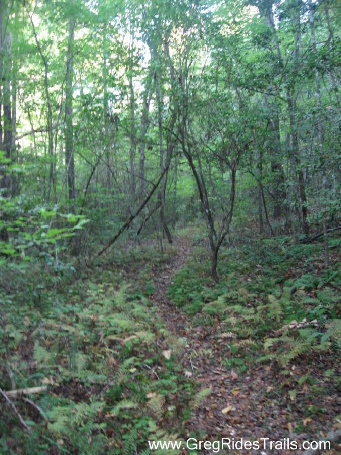 A narrow dirt trail winding through a lush green forest, surrounded by tall trees and ferns. Sunlight filters through the leaves, creating a serene and inviting atmosphere. Bull / Jake Mountain mountain bike trail.