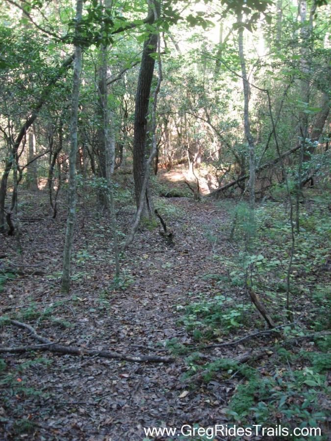 A serene view of a wooded trail, surrounded by dense greenery and tall trees. The ground is covered with fallen leaves and small plants, leading into a bright clearing in the distance. Sunlight filters through the branches, creating a peaceful and natural atmosphere. Bull / Jake Mountain mountain bike trail.