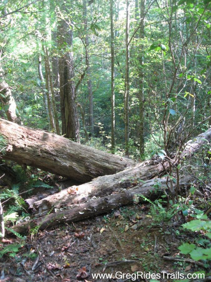 A serene forest scene featuring tall trees and lush greenery, with fallen logs on the forest floor. Sunlight filters through the leaves, illuminating the rich landscape. The area appears tranquil and natural, showcasing the beauty of a woodland environment. Bull / Jake Mountain mountain bike trail.