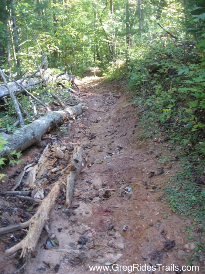 A narrow dirt trail winding through a lush forest, surrounded by trees and underbrush. Fallen branches and debris line the path, which has signs of wear and erosion. The ground is a mix of exposed soil and scattered leaves, indicating a natural, rustic hiking environment. Black Branch mountain bike trail.