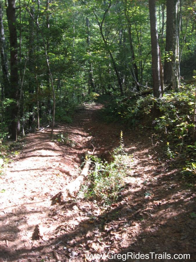 A narrow dirt trail winding through a lush green forest, surrounded by tall trees and underbrush, with sunlight filtering through the leaves. Bull / Jake Mountain mountain bike trail.