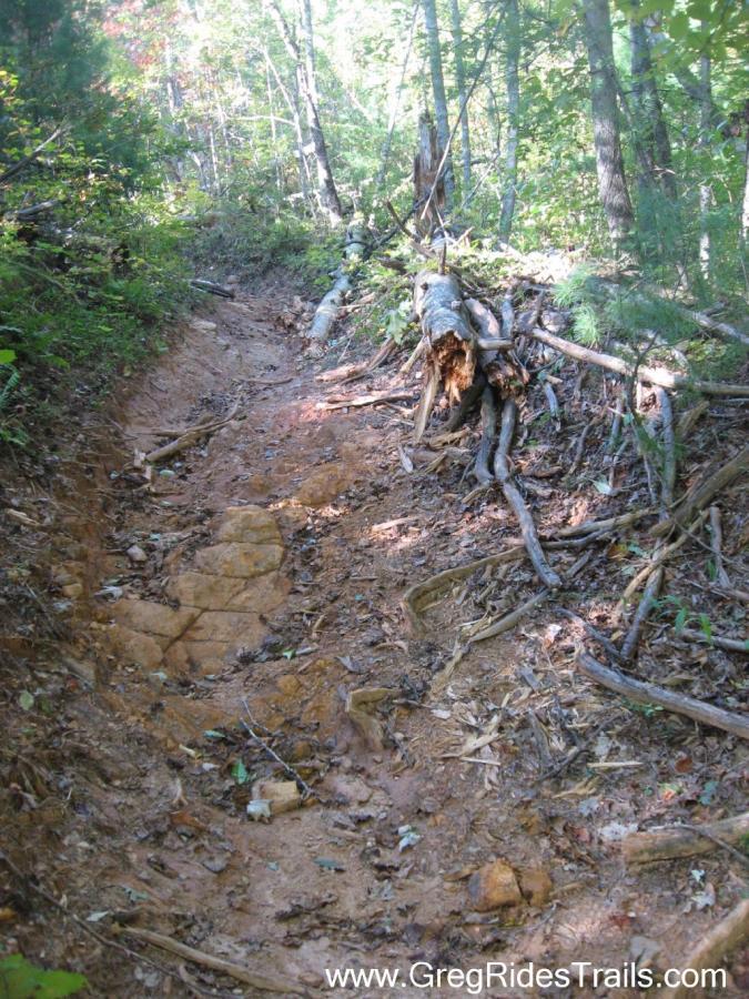 A narrow dirt trail winding through a forest, showing exposed roots and rocky sections. Sunlight filters through the trees, illuminating the uneven terrain. Black Branch mountain bike trail.
