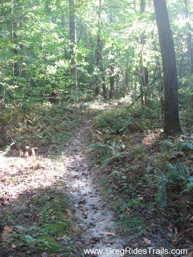 A sunlit trail winding through a dense forest, with ferns and greenery lining the path. The scene showcases tall trees with dappled light filtering through the leaves, creating a peaceful and inviting atmosphere for outdoor exploration. Bull / Jake Mountain mountain bike trail.