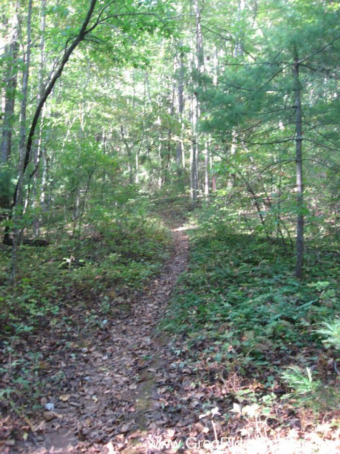 A narrow dirt trail winding through a lush green forest, surrounded by tall trees and dense undergrowth. Sunlight filters through the leaves, creating a peaceful and inviting atmosphere. Bull / Jake Mountain mountain bike trail.