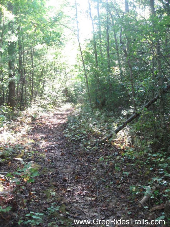 A sunlit forest trail surrounded by dense greenery, including trees and ferns, with a dirt path winding through fallen leaves. Black Branch mountain bike trail.