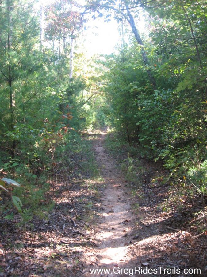 A dirt trail winding through a lush, green forest with tall trees and dense underbrush under sunlight. Black Branch mountain bike trail.