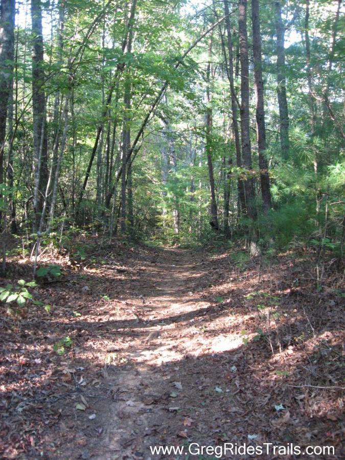 A dirt trail winding through a wooded area, surrounded by tall trees and lush greenery. Sunlight filters through the leaves, creating a serene and inviting atmosphere. Fallen leaves and small plants line the edges of the path, enhancing the natural beauty of the landscape. Bull / Jake Mountain mountain bike trail.