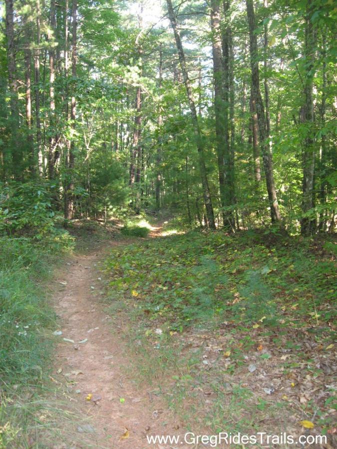 A dirt path winding through a dense forest of tall trees, surrounded by green foliage and patches of sunlight filtering through the leaves. The trail is lined with grasses and scattered fallen leaves, inviting exploration of the natural scenery. Black Branch mountain bike trail.