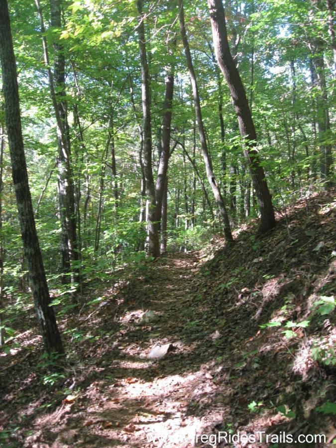 A narrow, winding dirt path through a lush green forest, surrounded by tall trees with vibrant leaves. Sunlight filters through the canopy, highlighting sections of the trail covered in fallen leaves and small rocks. Green Mountain mountain bike trail.