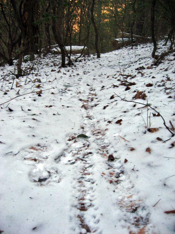 A snow-covered forest trail winding through trees, with faint animal tracks visible in the snow, surrounded by fallen leaves and branches. The scene conveys a peaceful, natural atmosphere. The Bee Trail mountain bike trail.
