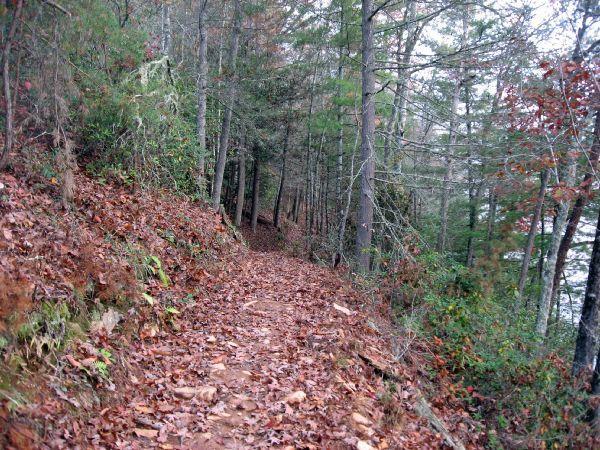 A winding dirt path covered with fallen leaves, bordered by dense trees and underbrush, leading through a tranquil forest setting. The scene captures the essence of a serene nature trail, inviting exploration and appreciation of the surrounding wilderness. Tsali Thompson Loop mountain bike trail.