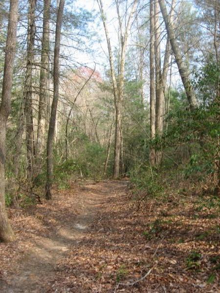 A winding dirt path surrounded by tall trees and dense foliage in a tranquil forest setting, with scattered fallen leaves on the ground and soft sunlight filtering through the branches. Turner Creek Trail mountain bike trail.